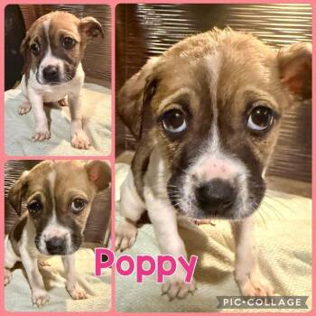 Chihuahua and Mixed Breed Dogs Available for Adoption - Poppy | PetCurious
