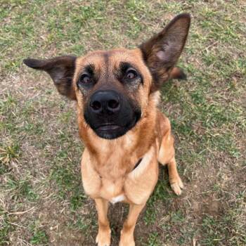 Rescue German Shepherd Dog Dogs for Adoption in West Jefferson, Ohio - Birdie | PetCurious