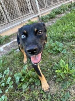 Gema -  Mixed Breed Dog for Adoption in Harbor Springs, Michigan - Gema | PetCurious