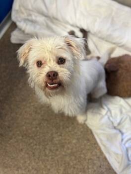 Rescue Terrier Dogs for Adoption in San Luis Obispo, California - Otter | PetCurious