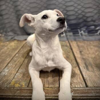 Shepherd and Husky Dogs Available for Adoption - The Bangles | PetCurious