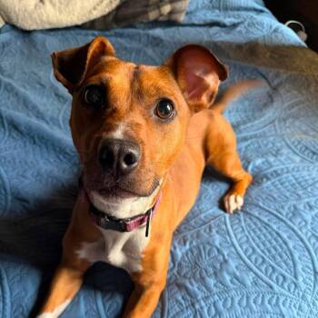 Maple -  Jack Russell Terrier and Mixed Breed Dog for Adoption in Rochester, Minnesota - Maple | PetCurious