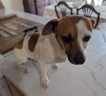 Chihuahua Dogs Available for Adoption - Haven | PetCurious