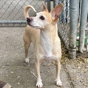 Arlo -  Mixed Breed Dog for Adoption in Oakland, California - Arlo | PetCurious