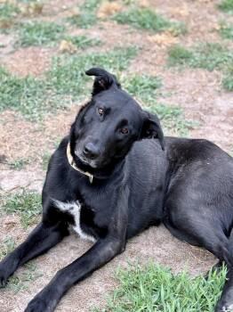 Black Labrador Retriever Dogs Available for Adoption in Statesboro, Georgia - Velvet | PetCurious