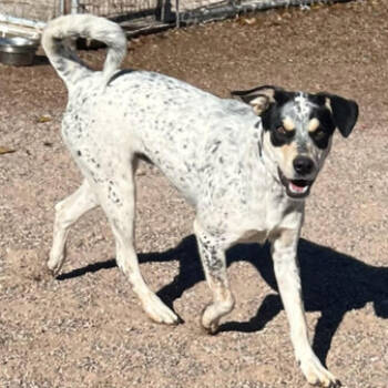 Rescue Cattle Dog and Hound Dogs for Adoption in Las Cruces, New Mexico - Dudley | PetCurious