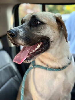 Rescue Bullmastiff and Labrador Retriever Dogs for Adoption in Livonia, Michigan - Chance | PetCurious