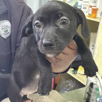 Berkeley -  Labrador Retriever and Mixed Breed Dog for Adoption in Valparaiso, Indiana - Berkeley | PetCurious