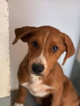 A255441 -  Pit Bull Terrier and Mixed Breed Dog for Adoption in Visalia, California - A255441 | PetCurious