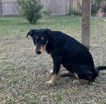 Rescue Shepherd Dogs for Adoption in Longview, Texas - James | PetCurious