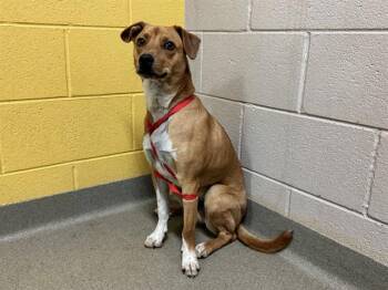 RANGER -  Terrier and Mixed Breed Dog for Adoption in Colorado Springs, Colorado - RANGER | PetCurious