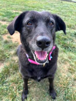 Macy -  Labrador Retriever Dog for Adoption in Sparta, Illinois - Macy | PetCurious