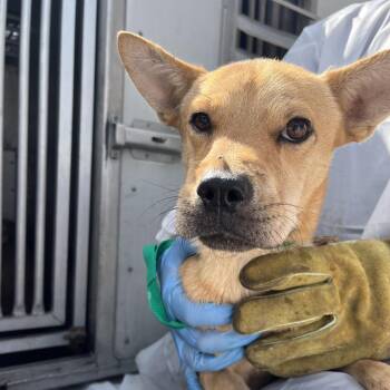 Jakob -  Terrier and Mixed Breed Dog for Adoption in Edinburg, Texas - Jakob | PetCurious