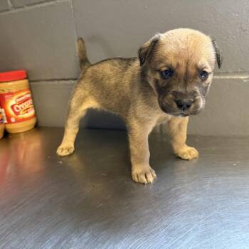 Shepherd and Labrador Retriever Dogs Available for Adoption in Tuscaloosa, Alabama - TUSC-Stray-84534 | PetCurious