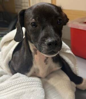 Mixed Breed Dogs Available for Adoption in Honolulu, Hawaii - Papaya | PetCurious