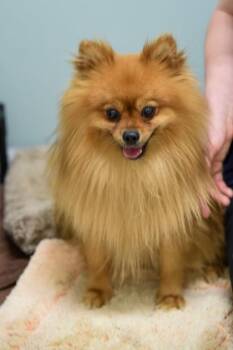 Rescue Pomeranian Dogs for Adoption in Annapolis, Maryland - Bear | PetCurious