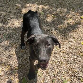Merry -  Labrador Retriever and Mixed Breed Dog for Adoption in Madison, Wisconsin - Merry | PetCurious