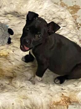 Rescue Labrador Retriever and Chihuahua Dogs for Adoption in Morton Grove, Illinois - Blair | PetCurious