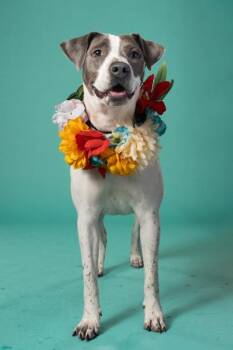 Bergamot -  Mixed Breed Dog for Adoption in Atlanta, Georgia - Bergamot | PetCurious