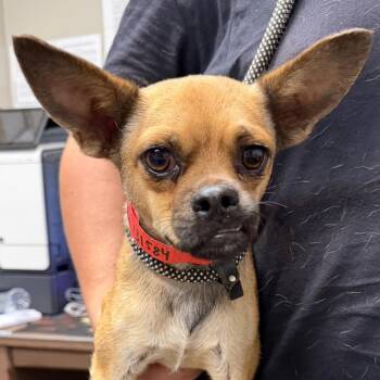 Columbia -  Chihuahua and Pug Dog for Adoption in Yuma, Arizona - Columbia | PetCurious