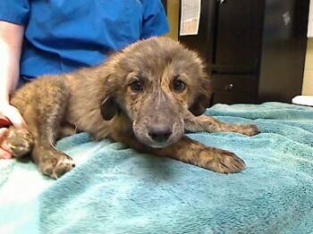 Poodle Dogs Available for Adoption in Cookeville, Tennessee - JAMES | PetCurious