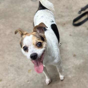 Alfie -  Jack Russell Terrier Dog for Adoption in Corbin, Kentucky - Alfie | PetCurious