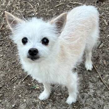 West Highland White Terrier Westie and Chihuahua Dogs Available for Adoption - Yeti | PetCurious