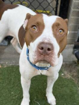 LISA -  Mixed Breed Dog for Adoption in Dallas, Texas - LISA | PetCurious