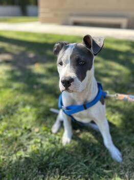 Rescue Pit Bull Terrier Dogs for Adoption in Victorville, California - SEIZED 3803 HOLD UNTIL 11/10/2025 (1012) | PetCurious