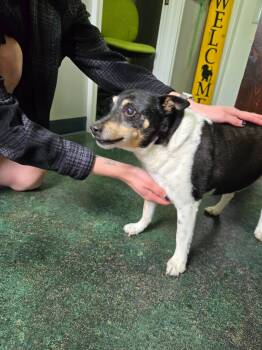 Howdy-Doo -  Rat Terrier Dog for Adoption in Sterling, Kansas - Howdy-Doo | PetCurious