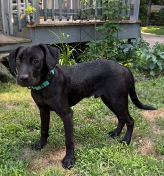 Rob -  Black Labrador Retriever Dog for Adoption in Billerica, Massachusetts - Rob | PetCurious