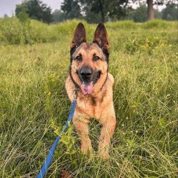 Rescue German Shepherd Dog Dogs for Adoption in Livingston, Texas - Bryan | PetCurious