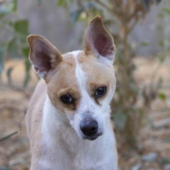 Rescue Terrier Dogs for Adoption in Palm Springs, California - Milo | PetCurious