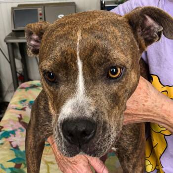 Remi Mae -  Pit Bull Terrier and Boxer Dog for Adoption in Abbotsford, British Columbia - Remi Mae | PetCurious