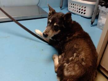 Siberian Husky and Mixed Breed Dogs Available for Adoption - ZEKE | PetCurious