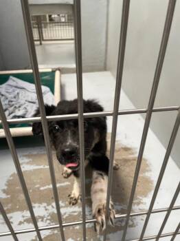 Glinda -  Shepherd and Border Collie Dog for Adoption in Chico, California - Glinda | PetCurious