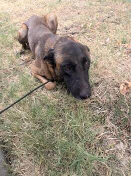 MUREY -  Mixed Breed Dog for Adoption in Dallas, Texas - MUREY | PetCurious