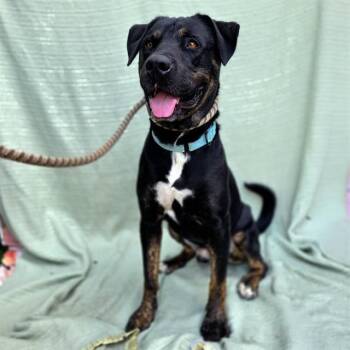 CARL -  Rottweiler and Staffordshire Bull Terrier Dog for Adoption in Long Beach, California - CARL | PetCurious