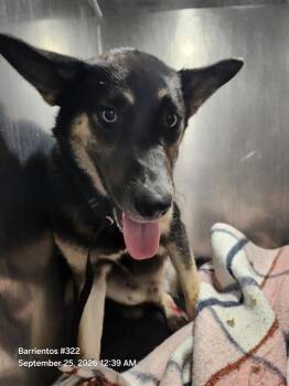 BLUE REYNA -  German Shepherd Dog Dog for Adoption in San Antonio, Texas - BLUE REYNA | PetCurious