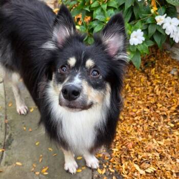 Rescue Mixed Breed Dogs for Adoption in Fairport, New York - Chauncey P.B. | PetCurious