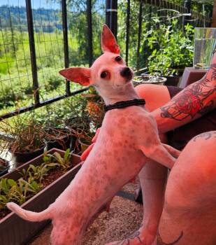 Rescue Chihuahua and Mixed Breed Dogs for Adoption in Redmond, Washington - Lady Jocelyn | PetCurious