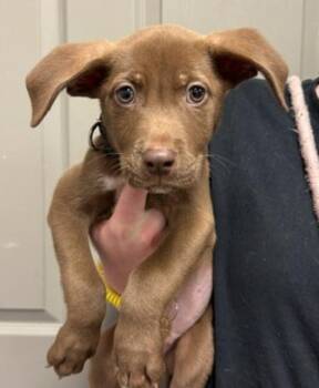 Coco -  Labrador Retriever and Pit Bull Terrier Dog for Adoption in Littleton, Colorado - Coco | PetCurious