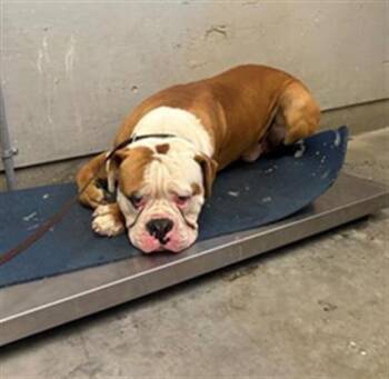 UNO -  American Bulldog Dog for Adoption in Camarillo, California - UNO | PetCurious