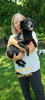 Lady Mirium -  Terrier Dog for Adoption in Evansville, Indiana - Lady Mirium | PetCurious