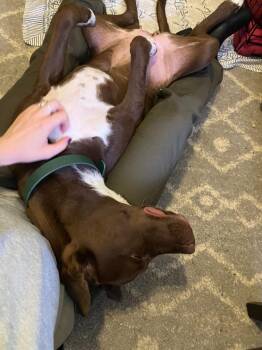 Sushi -  Mixed Breed Dog for Adoption in Taycheedah, Wisconsin - Sushi | PetCurious