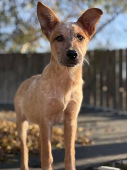 Australian Cattle Dog Blue Heeler Dogs Available for Adoption - Flora | PetCurious