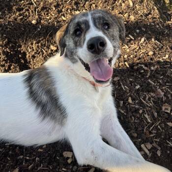 Great Pyrenees Dogs Available for Adoption - Jack | PetCurious