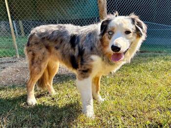 River -  Australian Shepherd Dog for Adoption in Sevierville, Tennessee - River | PetCurious