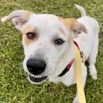 Vickie -  Mixed Breed and None Dog for Adoption in Bradenton, Florida - Vickie | PetCurious