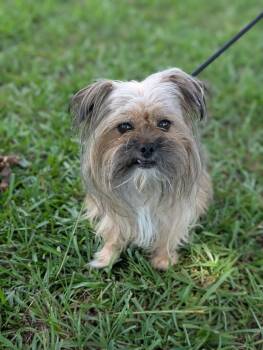 Rescue Pekingese and Yorkshire Terrier Dogs for Adoption in Aiken, South Carolina - Oscar | PetCurious